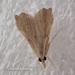 Ptychopseustis plumbeolinealis