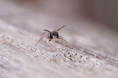 Leptorchestes berolinensis