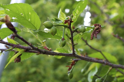 Prunus campanulata