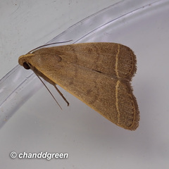 Simplicia cornicalis