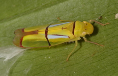 Tacora dilecta