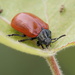 Poplar Leaf Beetle - Photo (c) Corinna Herr, some rights reserved (CC BY-NC), uploaded by Corinna Herr