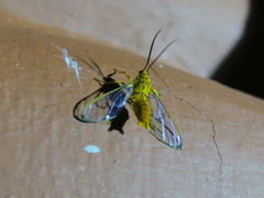 Isanthrene felderi