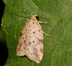 Giaura multipunctata