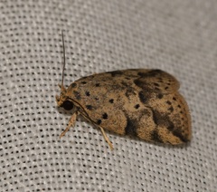 Giaura multipunctata