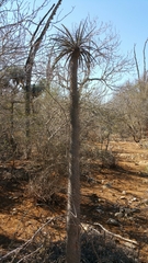 Pachypodium