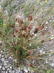 Juncus effusus