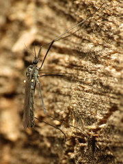 Gnophomyia tristissima
