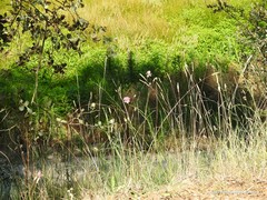 Lolium rigidum