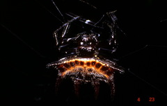 Gasteracantha curvispina