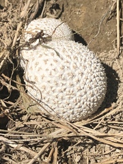 Calvatia sculpta