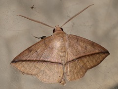 Ugia purpurea