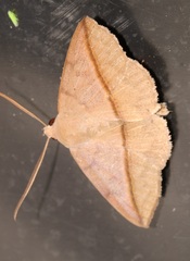 Ugia purpurea