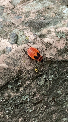 Pyrrhocoris apterus