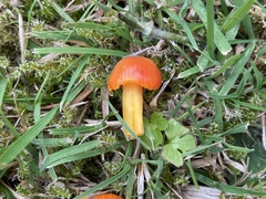 Hygrocybe insipida