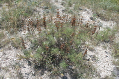 Salvia scabiosifolia