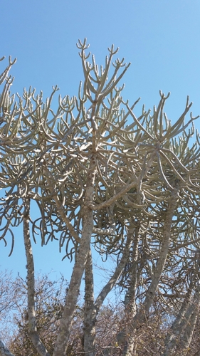 Euphorbia famatamboay ssp. itampolensis