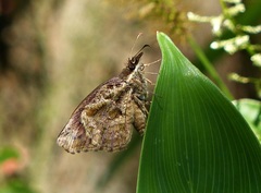 Anisochoria sublimbata