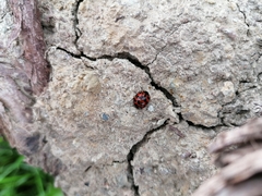 Harmonia axyridis