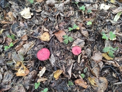 Suillus asiaticus