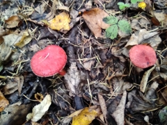 Suillus asiaticus