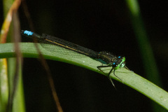 Ischnura gemina
