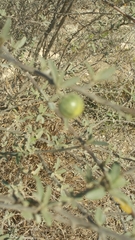 Solanum heinianum image