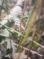 Sepiana sepium