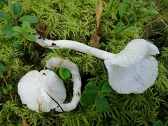 Hygrophorus piceae