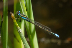 Ischnura gemina