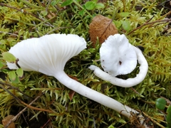 Hygrophorus piceae