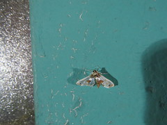 Neoleucinodes elegantalis