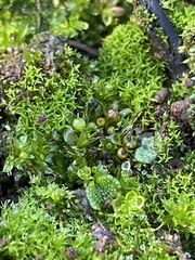 Physcomitrium immersum