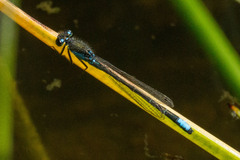 Ischnura gemina