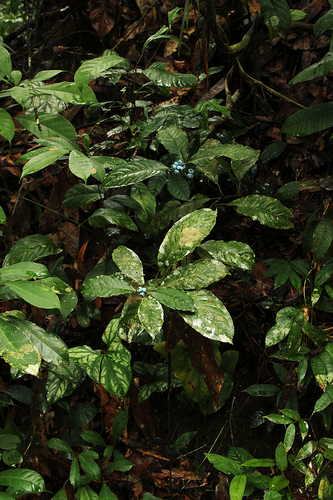 Lasianthus batangensis image
