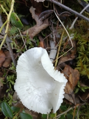 Hygrophorus piceae