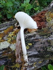 Hygrophorus piceae