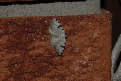 Macaria subcessaria
