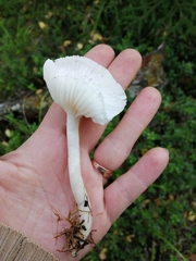 Hygrophorus piceae