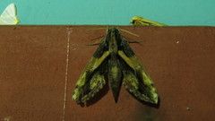Xylophanes ceratomioides