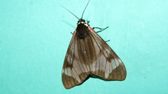 Dysschema leucophaea