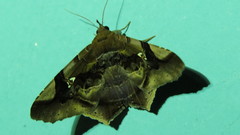 Euclystis guerini