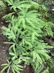 Adiantum aleuticum aleuticum