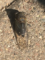 Neotibicen