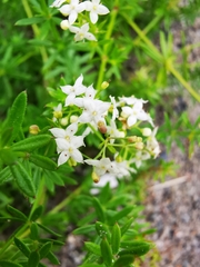 Galium mollugo