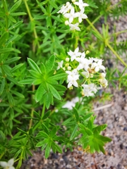 Galium mollugo