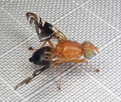 Parastenopa limata