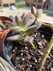 Pachyphytum