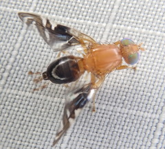 Parastenopa limata