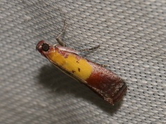 Piesmopoda semilutea